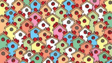 تست بینایی یافتن ۳ سیب بین پرندگان 1