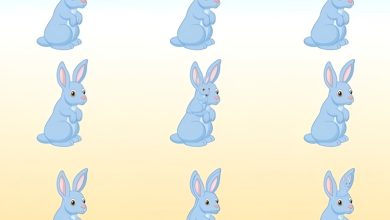 تست هوش تعداد خرگوش های تصویر 1