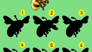 تست هوش یافتن سایه درست زنبور عسل 1