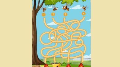 تست هوش یافتن مسیر درست زنبورها 1