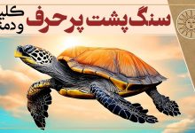 داستان سنگ پشت پرحرف