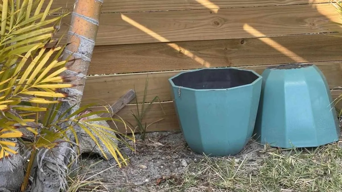 تست بینایی یافتن مارمولک در باغچه