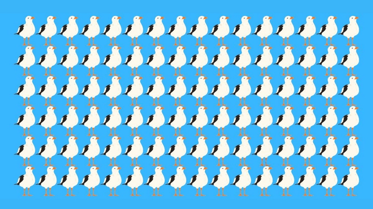 تست بینایی یافتن مرغ دریایی متفاوت