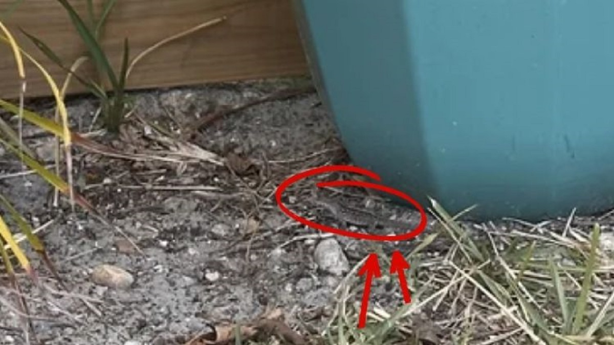 پاسخ تست بینایی یافتن مارمولک در باغچه