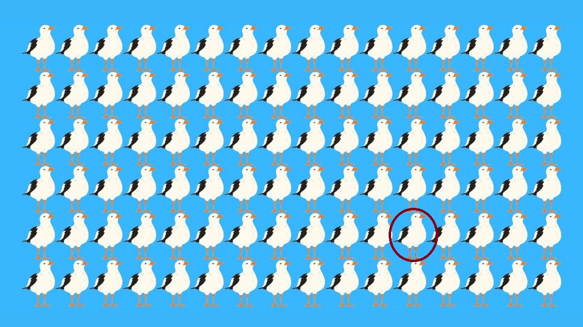 پاسخ تست بینایی یافتن مرغ دریایی متفاوت