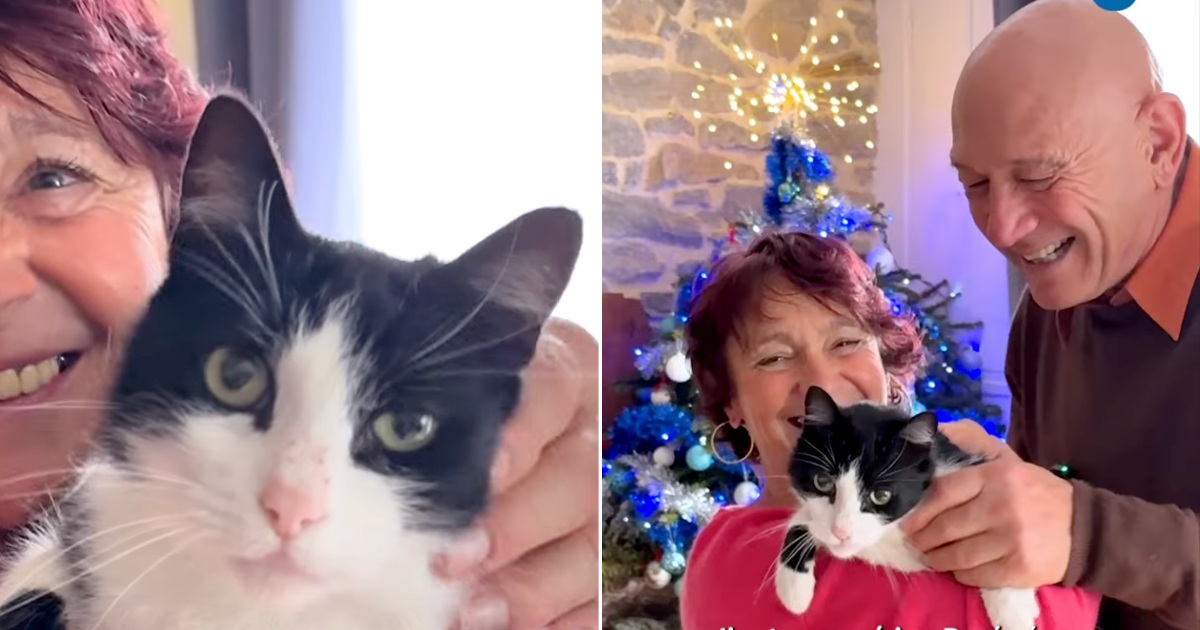 بازگشت گربه گمشده زوج فرانسوی به خانه-2