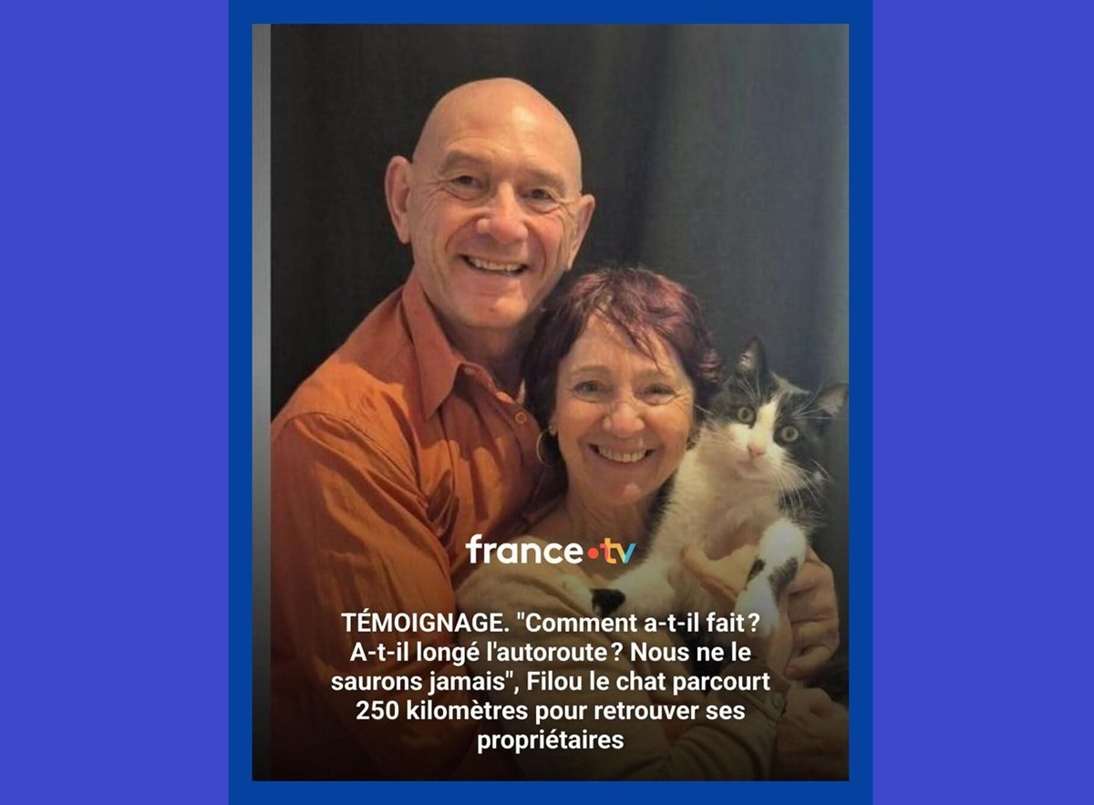 بازگشت گربه گمشده زوج فرانسوی به خانه-3