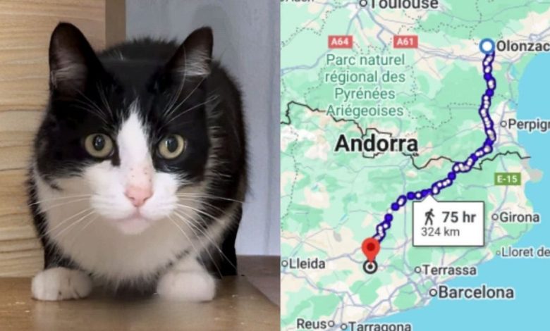 بازگشت گربه گمشده زوج فرانسوی به خانه