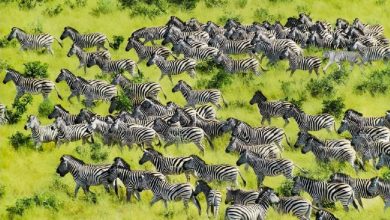 تست بینایی یافتن ببر پنهان میان گورخرها 1