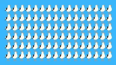 تست بینایی یافتن مرغ دریایی متفاوت 1