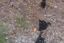 تست بینایی یافتن گربه چهارم 1