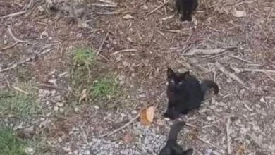 تست بینایی یافتن گربه چهارم 1