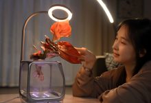 کاشت گیاه بدون گلدان؛ بدون خاک و آب