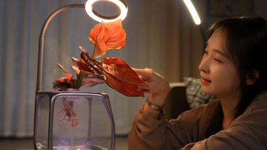 کاشت گیاه بدون گلدان؛ بدون خاک و آب