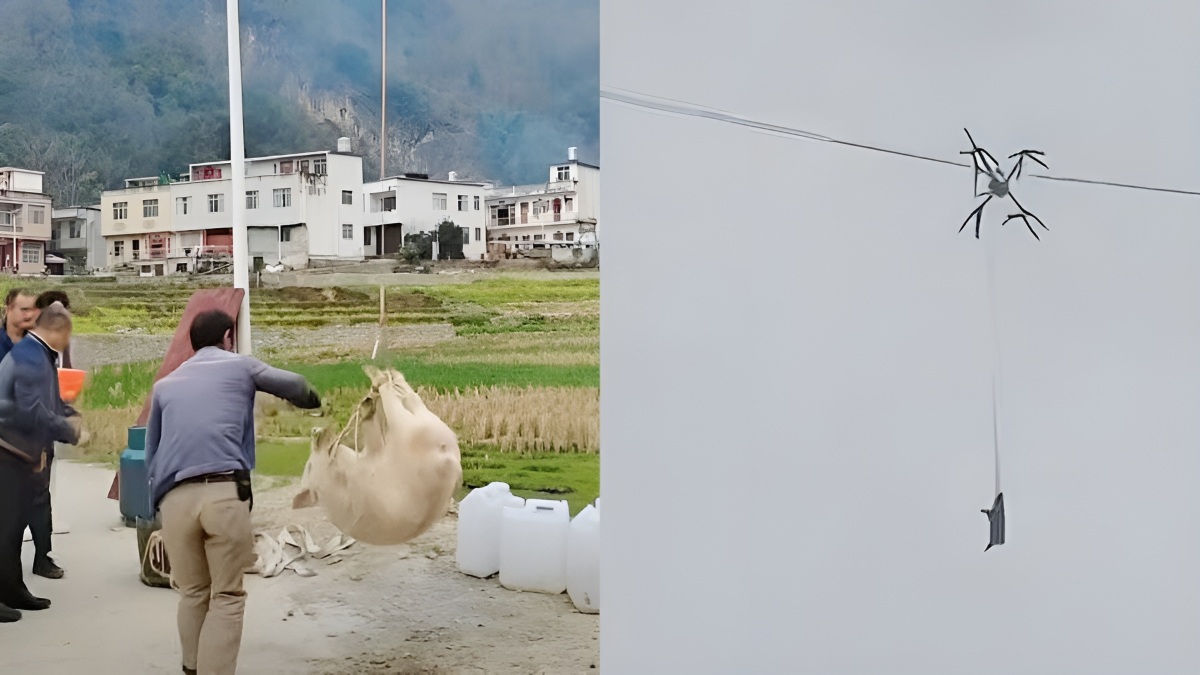 خوک پرنده، کل یک روستا را بیبرق کرد-2