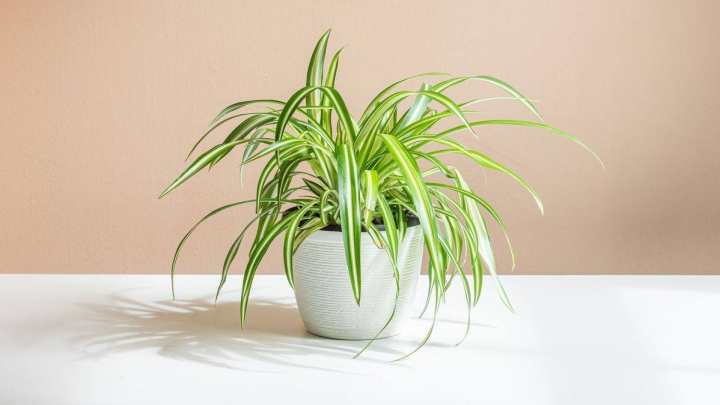 سرخس بوستون، گیاه امن برای طوطی