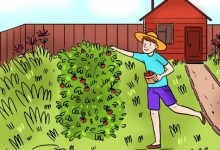 اشتباه تصویری پسر در حال چیدن توت‌فرنگی 1