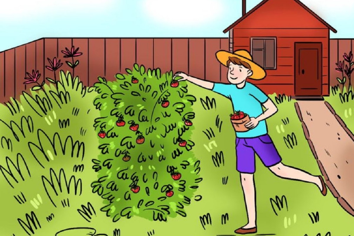 اشتباه تصویری پسر در حال چیدن توت‌فرنگی