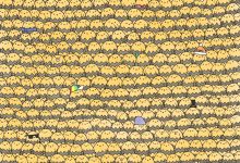 تست بینایی ملکه زنبور عسل میان زنبورها 1