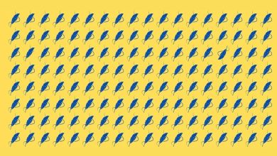 تست بینایی یافتن دو پر متفاوت 1