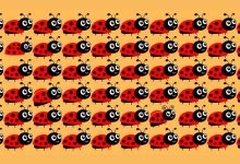 تست بینایی یافتن سه کفشدوزک متفاوت 1