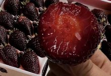 توت فرنگی مروارید سیاه