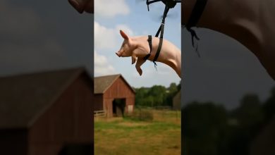 خوک پرنده، کل یک روستا را بی‌برق کرد