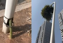 رشد بامبوی شگفت انگیز در تیر چراغ برق