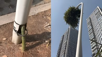 رشد بامبوی شگفت انگیز در تیر چراغ برق