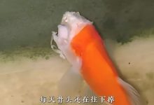 ماهی قرمز بی‌سر، معجزه‌ای باورنکردنی