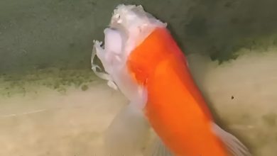 ماهی قرمز بی‌سر، معجزه‌ای باورنکردنی