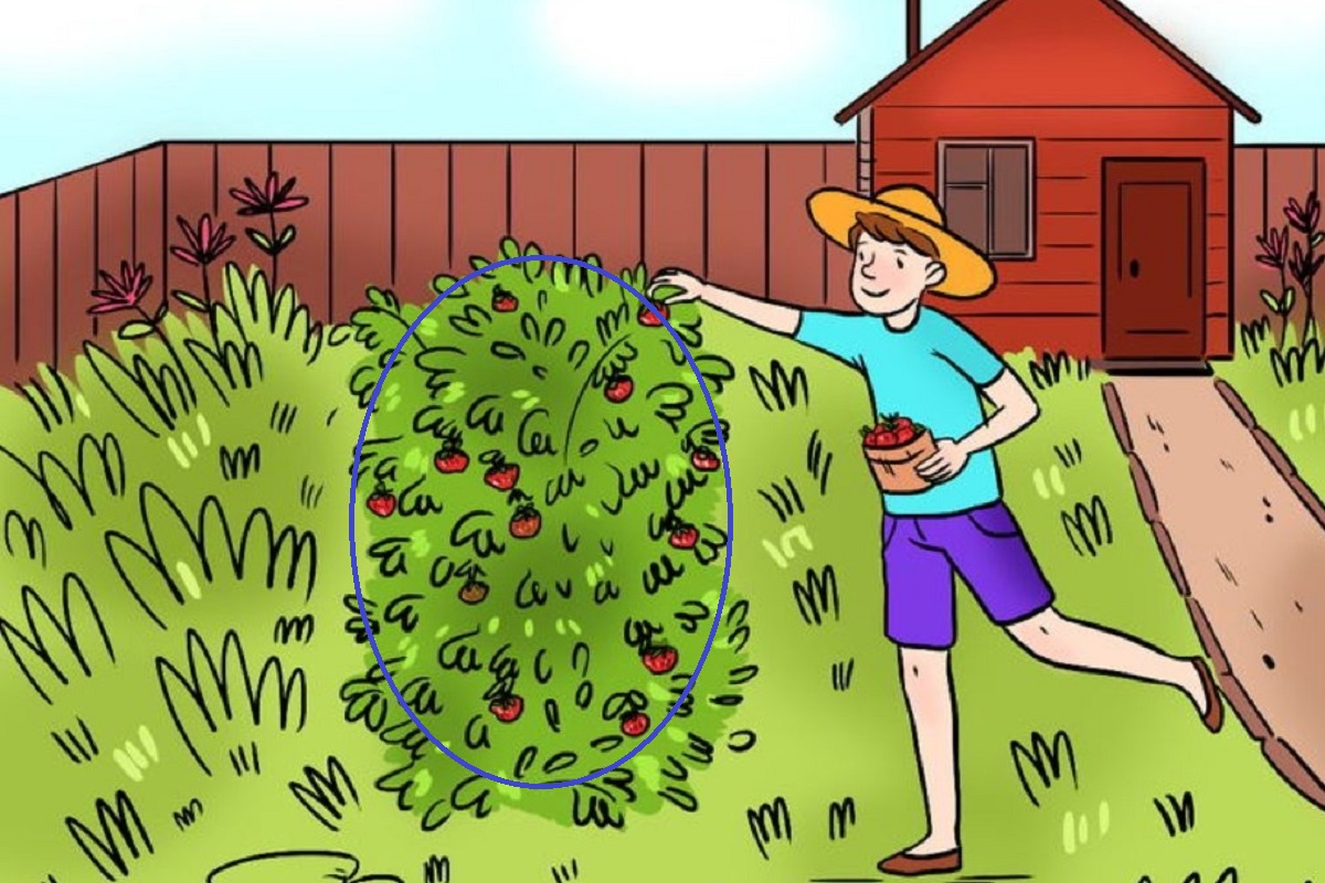 پاسخ اشتباه تصویری پسر در حال چیدن توت‌فرنگی