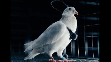 کبوتر جاسوس یا تبلیغ اغراق‌آمیز-1