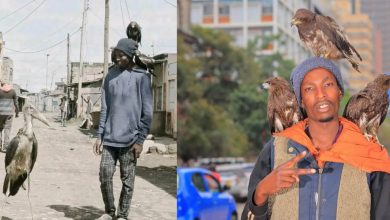 کمک به پرندگان توسط مرد پرنده‌ای نایروبی-1